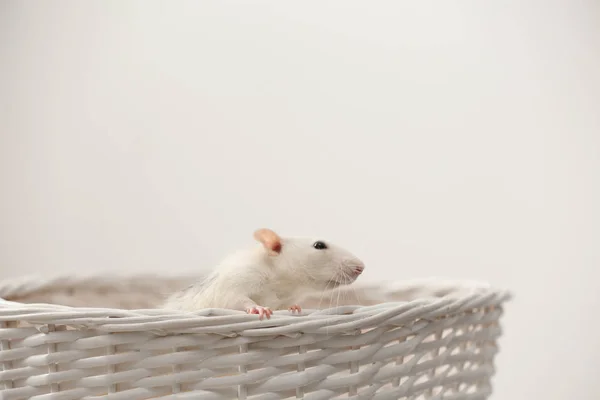 Niedliche kleine Ratte im Korb vor hellem Hintergrund — Stockfoto