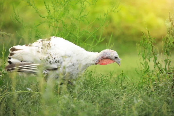 屋外で白い羽を持つ国内の七面鳥。養鶏 — ストック写真
