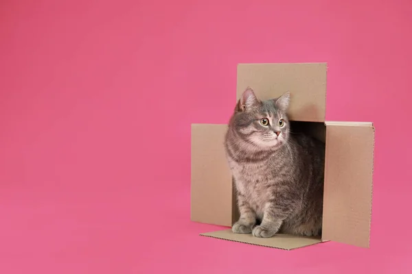 Niedliche grau gestromte Katze sitzt in Karton auf rosa Hintergrund — Stockfoto