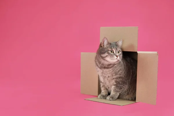 Gato bonito cinza tabby sentado em caixa de papelão sobre fundo rosa — Fotografia de Stock