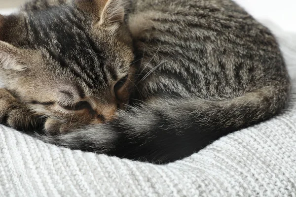 Gris gato tabby acostado en manta de punto, primer plano. Adorable mascota — Foto de Stock