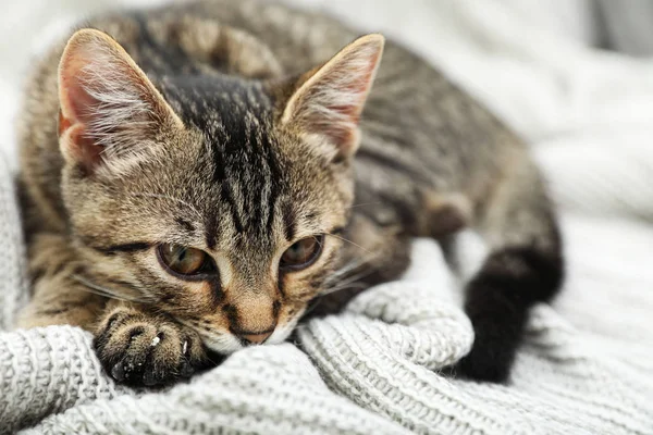 Šedá tupá kočka na pletené přikrývce. Rozkošný mazlíček — Stock fotografie