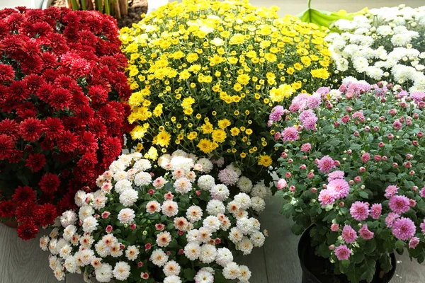 Sortiment krásné kvetoucí chryzantémy květiny v obchodě — Stock fotografie