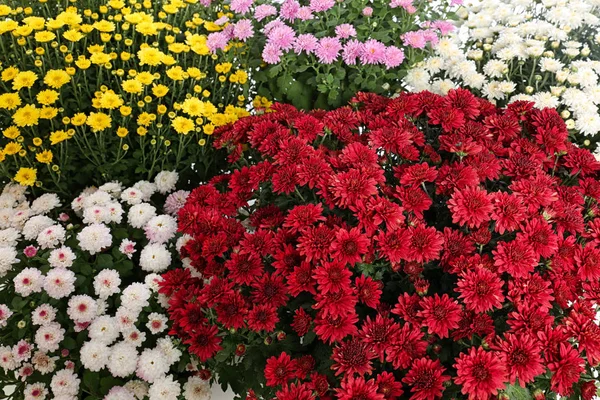 Nádherné barevné chryzantémy květiny s listím jako pozadí — Stock fotografie