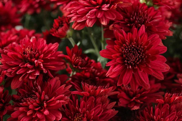 Bellissimi fiori di crisantemo rosso con foglie, primo piano — Foto Stock