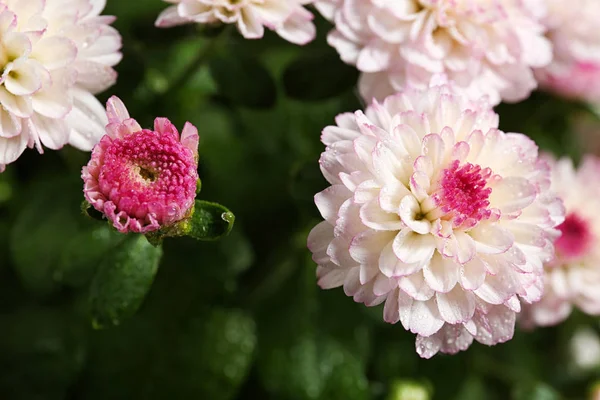 Hermosas flores de crisantemo de colores con gotas de agua, primer plano — Foto de Stock
