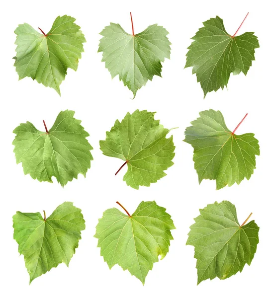 Set of fresh green grape leaves on white background — ストック写真