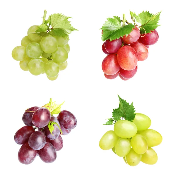 Conjunto de uvas frescas e suculentas sobre fundo branco — Fotografia de Stock