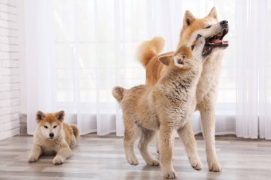 Sevimli Akita Inu köpek ve kapalı katta yavru