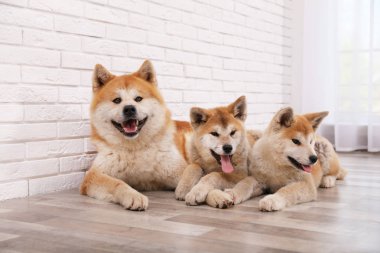 Sevimli Akita Inu köpek ve kapalı katta yavru