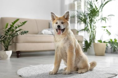 Şirin Akita Inu köpeği ev bitkileriyle aynı odada.