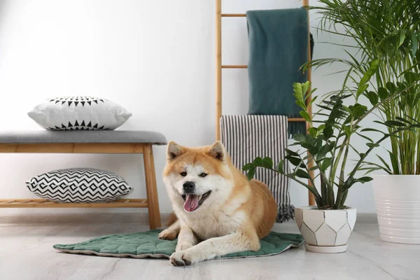 Schattig Akita Inu hond op tapijt in kamer met huis planten — Stockfoto