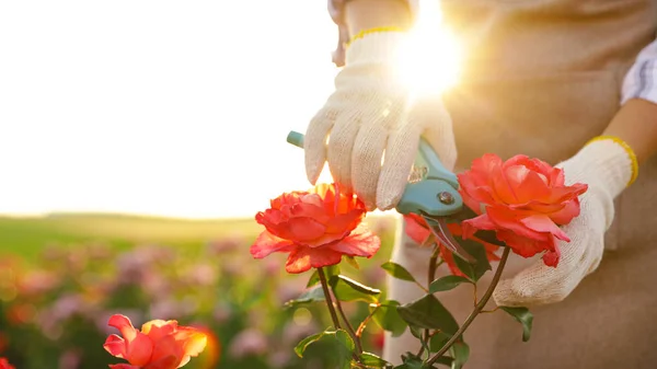 Vrouw snoeien Rosebush buitenshuis, close-up. Tuinieren, gereedschap — Stockfoto