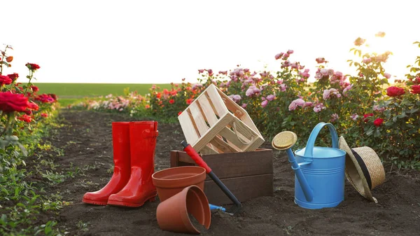 Sombrero de paja, botas de goma, herramientas de jardinería y equipo cerca de rosales al aire libre —  Fotos de Stock