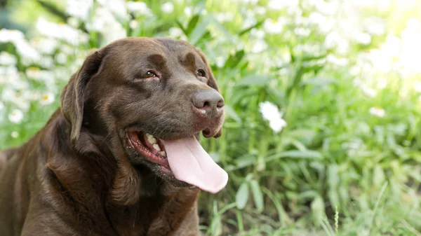 Vicces csokoládé Labrador retriever közelében virágok zöld nyári parkban — Stock Fotó