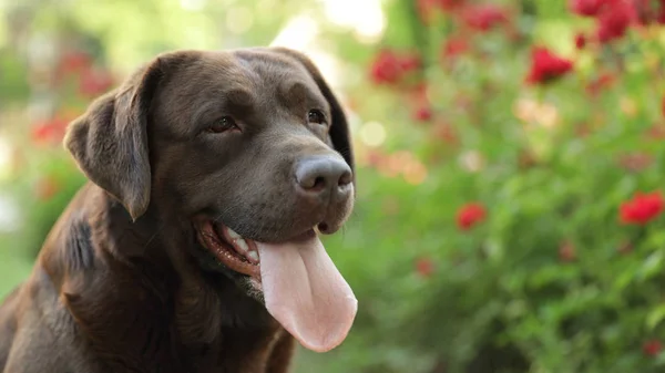 Vicces csokoládé Labrador retriever közelében virágok zöld nyári parkban — Stock Fotó