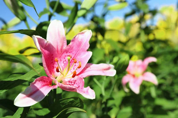 花のフィールドで成長する美しい明るいピンクのユリ、クローズアップ。テキストのスペース — ストック写真