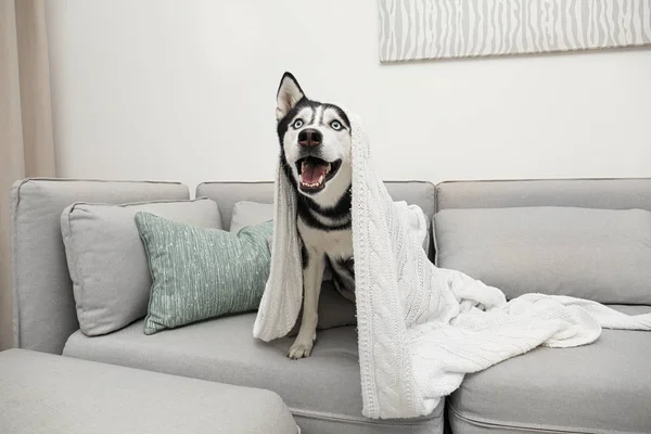 Симпатичні сибірські Хаскі собака на дивані будинку — стокове фото