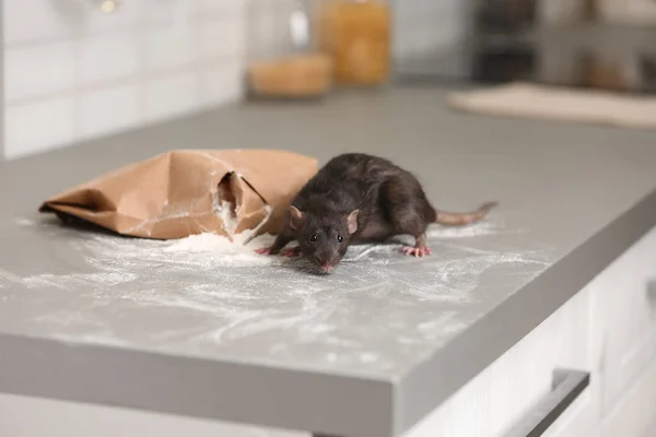 Ratto vicino al sacchetto rosicchiato di farina sul bancone della cucina. Malattia domestica — Foto Stock