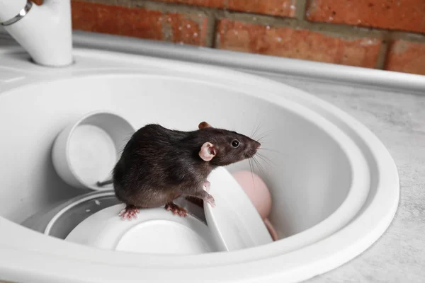 Rat in gootsteen met borden in de keuken. Huishoudelijk ongedierte — Stockfoto