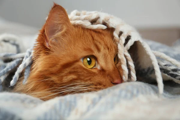 Rozkošná červená kočka pod kostkou. Útulná zima — Stock fotografie