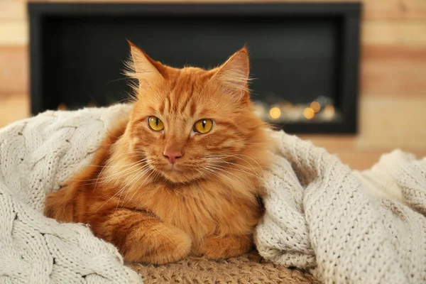 Bedårande ingefära katt under pläd hemma. Mysig vinter — Stockfoto