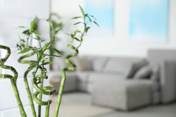 Bamboe stengels in de woonkamer, ruimte voor tekst — Stockfoto