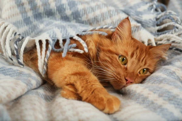 Adorable red cat under plaid. Cozy winter — Stock Photo, Image