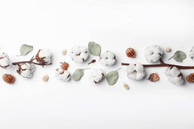 Beyaz arka plan üzerinde pamuk çiçekleri ile Kompozisyon, üst görünüm