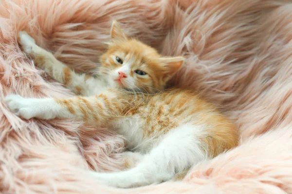 Chaton rouge endormi mignon sur une couverture en fourrure rose — Photo