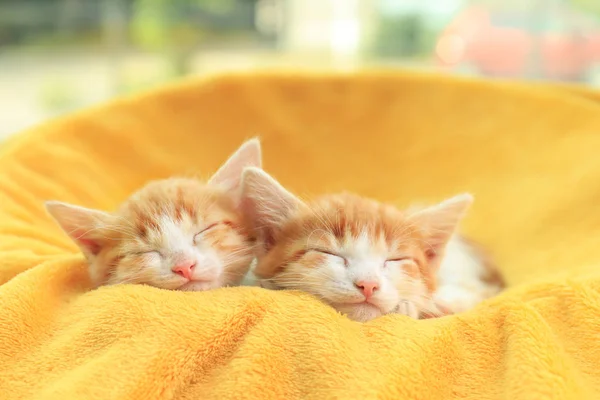 Schattige kleine kittens slapen op gele deken — Stockfoto