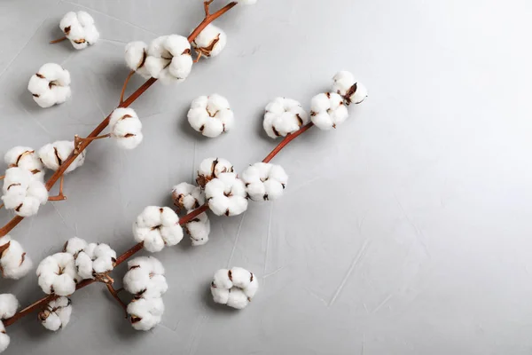 Flores de algodón esponjosas sobre fondo de piedra gris claro, plano. Espacio para texto — Foto de Stock