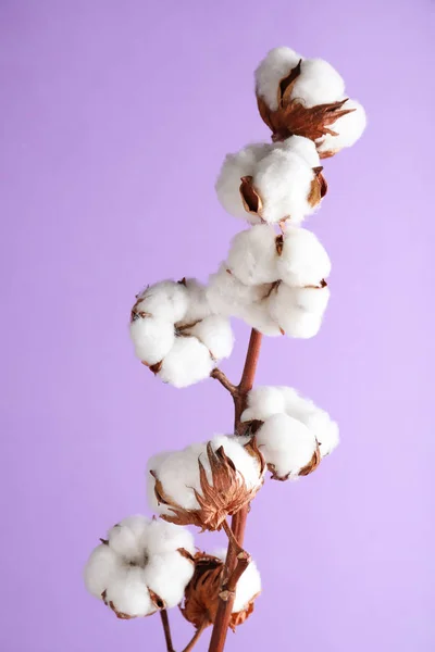 薄紫地にふわふわの綿花の枝 — ストック写真