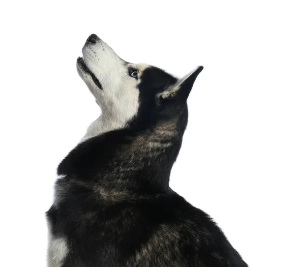 Lindo perro Husky siberiano aislado en blanco — Foto de Stock