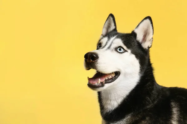 Cute Siberian Husky dog on yellow background. Space for text — Stock Photo, Image