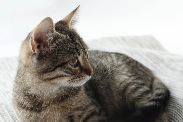 Cinza gato tabby deitado em cobertor de malha contra fundo branco. Adorável animal de estimação — Fotografia de Stock