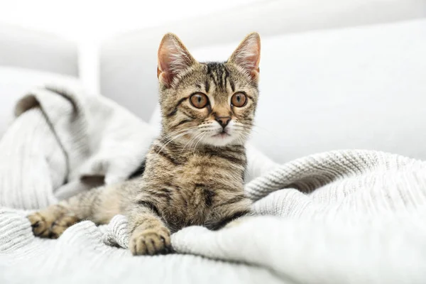 Chat gris tabby sur couverture tricotée. Adorable animal domestique — Photo