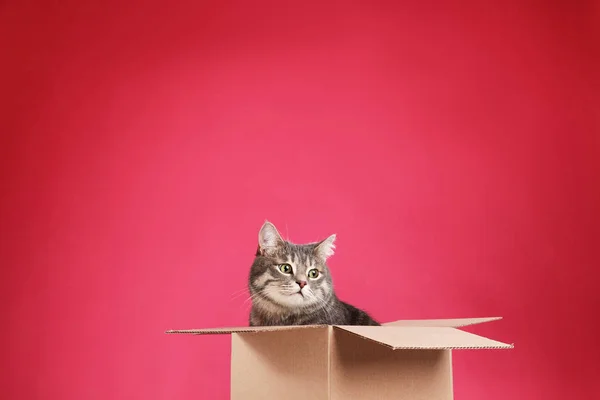 Gato bonito cinza tabby sentado em caixa de papelão sobre fundo rosa — Fotografia de Stock