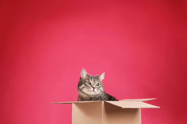 Niedliche grau gestromte Katze sitzt in Karton auf rosa Hintergrund — Stockfoto