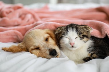 Sevimli küçük kedi yavrusu ve köpek yavrusu kapalı yatakta uyku