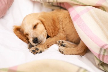 Tatlı İngiliz Cocker Spaniel köpek yavrusu yatakta uyuyor.
