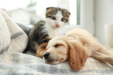 Sevimli küçük kedi yavrusu ve köpek yavrusu kapalı pencere yakınında battaniye üzerinde uyku