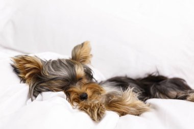 Sevimli Yorkshire Teriyeri yatakta uyuyor. Şirin köpek.