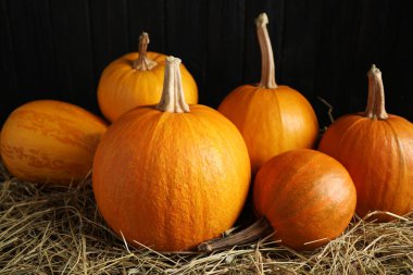 Siyah arka planda olgun balkabakları. Tatil dekorasyonu