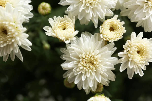 Lindas flores de crisântemo branco com folhas, close-up — Fotografia de Stock