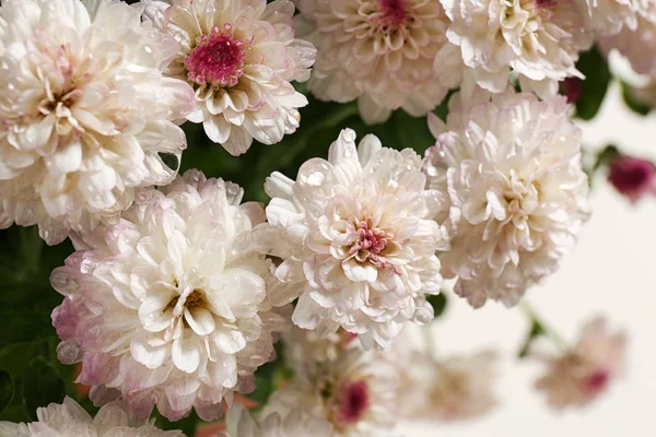 Schöne bunte Chrysanthemenblüten mit Wassertropfen, Nahaufnahme — Stockfoto