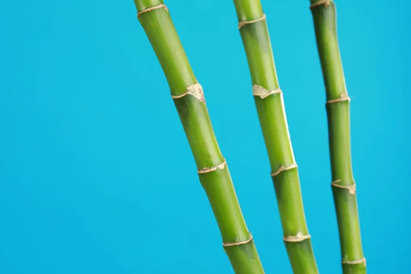 Tropical bamboo stems on blue background, space for text. Stylish interior element
