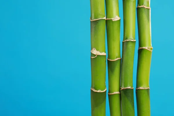 热带竹子发源于蓝色背景，文字空间。 时尚的室内装饰元素 — 图库照片