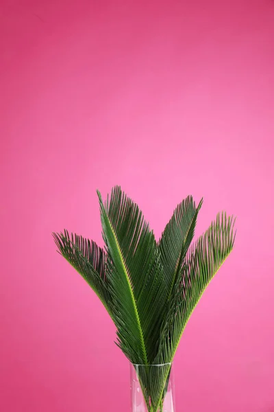 Тропічні листя на рожевому тлі, простір для тексту. Стильний елемент інтер'єру — стокове фото