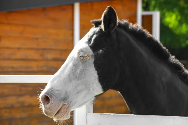Λευκό άλογο σε ανοιχτό φράχτη σε εξωτερικούς χώρους — Φωτογραφία Αρχείου